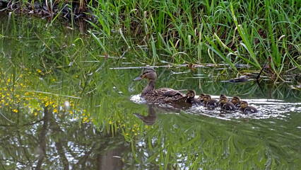 Fototapeta premium Białowieża , Polska 
