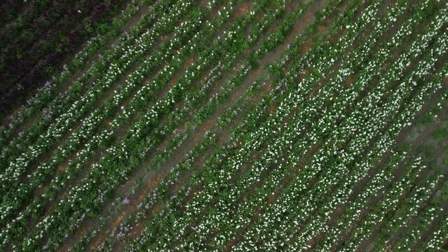 Drone view of flower plantation fields in Lompoc, California