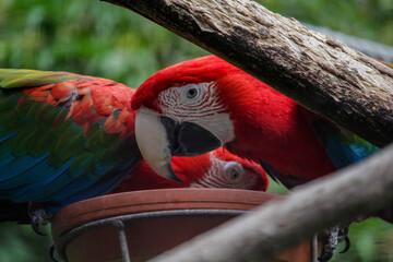  Red and green macaw. Ara chloropterus. High quality photo
