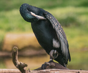 Kormoran bei der Gefiederpflege