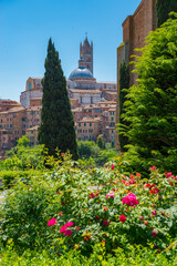 Naklejka premium View of the skyline of Siena, Italy.
