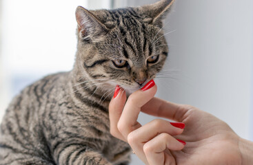 tabby cat kitty pussycat sitting on window sill owner woman girl hand touching muzzle or giving food on finger.animal female licking food then paw with own tongue clean.red nails winter cloudy day