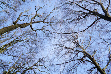 Dry tree trunk with no leaves and blue sky in the background
