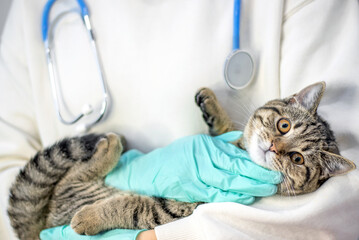 doctor vet holding tabby striped young female cat kitty in arms stethoscope on neck.scared wide open eyes pussycat sit on window sill and hands in surgical gloves touching muzzle head trying to calm