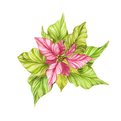 Watercolor christmas star flower, poinsettia flowers, hand drawn illustration isolated on white background. Isolate. For invitation cards, any print design, postcards.