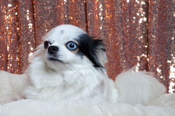 Black and white long hair chihuahua posing in a white furry bed against rose gold sequins drapes....