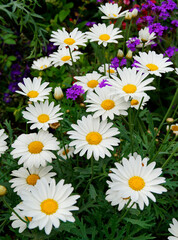 lot of gorgeous large daisies or camomiles together with purple flowers