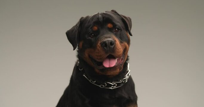 cute rottweiler dog tilting his head to side, panting and sticking out tongue while sitting and posing in front of grey background in studio