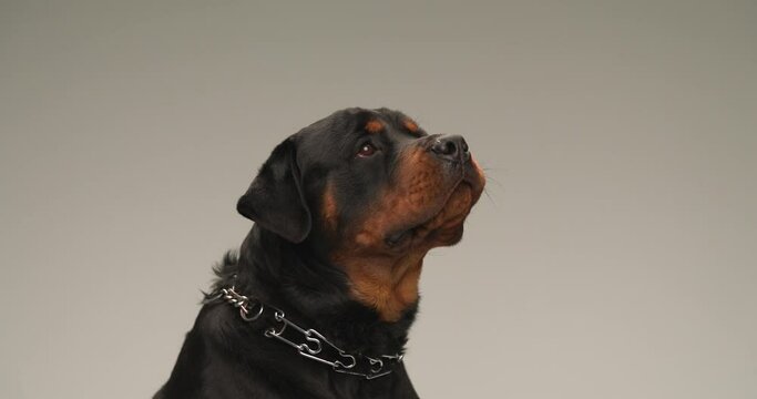 project video of cute rottweiler dog with collar sitting in a side view position, looking up, being curious and barking in front of grey background