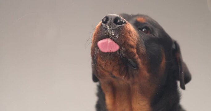 project video of cute rottweiler puppy sticking out tongue and licking transparent plexiglass on grey background in studio