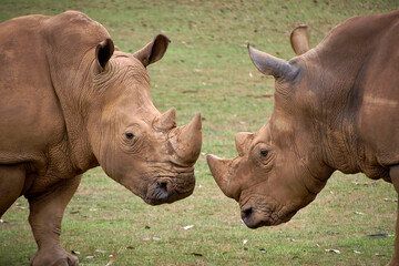 Obraz premium Two rhinoceroses facing each other head to head