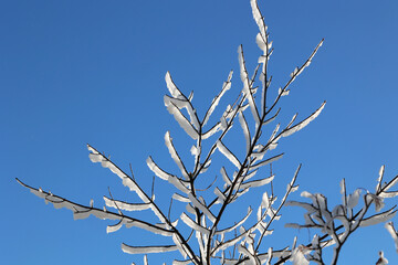 Gałęzie pokryte białym śniegiem i szronem w czasie mroźnej zimy.  © FotoDax