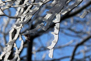 Gałęzie pokryte białym śniegiem i szronem w czasie mroźnej zimy.  - obrazy, fototapety, plakaty