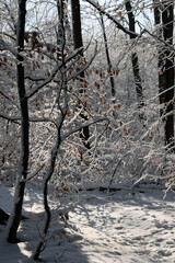 Gałęzie pokryte białym śniegiem i szronem w czasie mroźnej zimy.  - obrazy, fototapety, plakaty