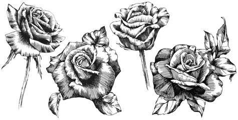 Rose flowers and leaves. Isolated hand drawn set.

