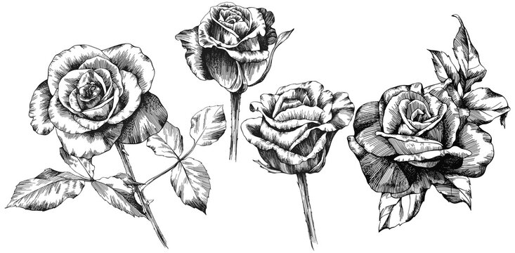 Rose flowers and leaves. Isolated hand drawn set.
