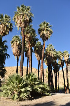Palm Canyon, Palm Springs