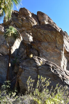 Palm Canyon, Palm Springs