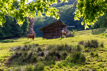 Rural Swiss alpine scene of two cows grazing on grass in front of an abandoned Shepards hut.