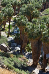 Palm Canyon, Palm Springs