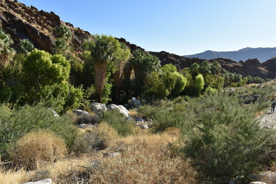 Palm Canyon, Palm Springs