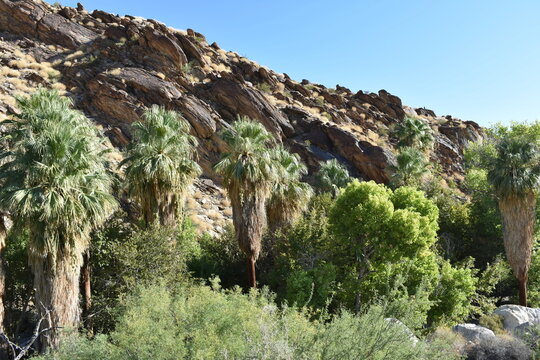 Palm Canyon, Palm Springs