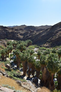 Palm Canyon, Palm Springs