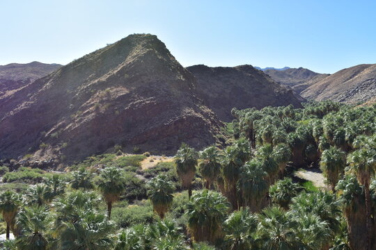 Palm Canyon, Palm Springs