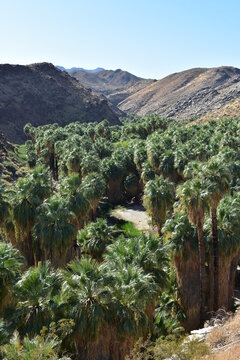 Palm Canyon, Palm Springs