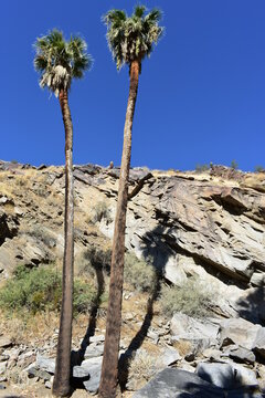 Palm Canyon, Palm Springs