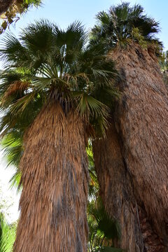 Palm Canyon, Palm Springs