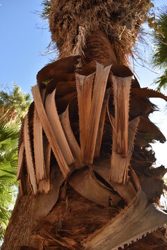 Palm Canyon, Palm Springs