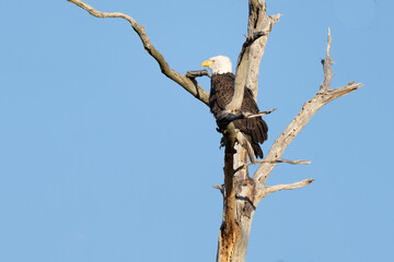 eagle in tree