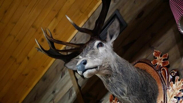 Stuffed horned dead animals on a wooden wall. Stuffed deer