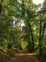 Fototapeta premium Idyllic hiking trail in the forest near moedling next to vienna, austria
