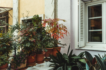 Potted plants decorating the entrance of a house