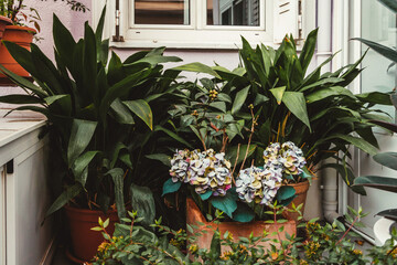 Potted plants decorating the entrance of a house