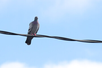 Pigeons on telephone cable on beautiful sky background.