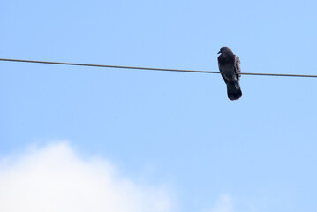 Pigeons on telephone cable on beautiful sky background.