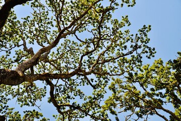 Photo from under the shady tree under the blue sky