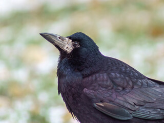 Obraz premium gawron