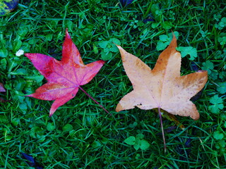 Autumn leaves fallen from the tree, on the green grass