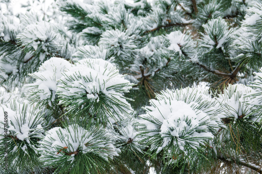 Sticker Pine tree branches covered with snow