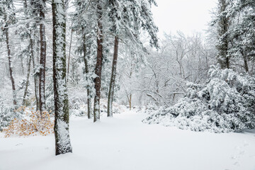 Scenic winter park.