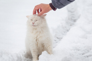 Hand petting a stray cat in winter time