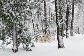 Beautiful scene in a winter city park