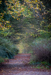 Autumnal colours down a leafy lane