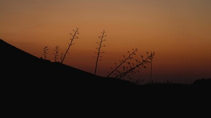 Silhouettes of plants against the sunset sky in Genoveses, Spain