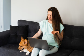 Pregnant IT girl with laptop and Corgi dog chat online with colleagues, gesticulates and explains...