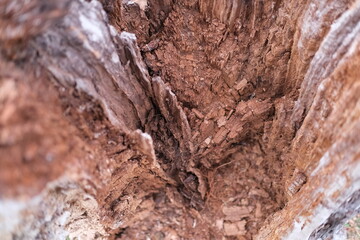inside of a tree